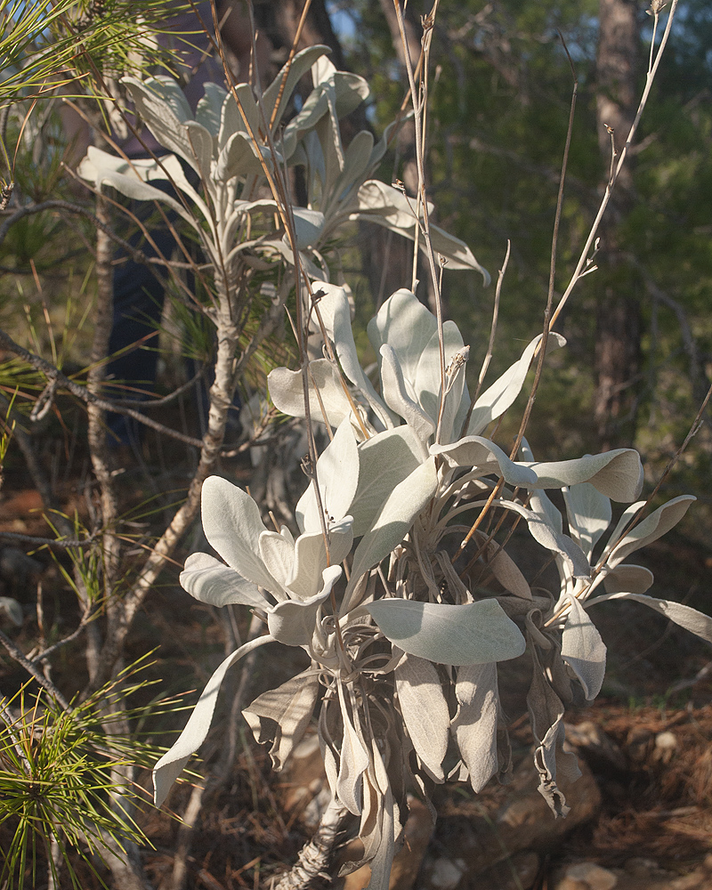 Image of Inula heterolepis specimen.