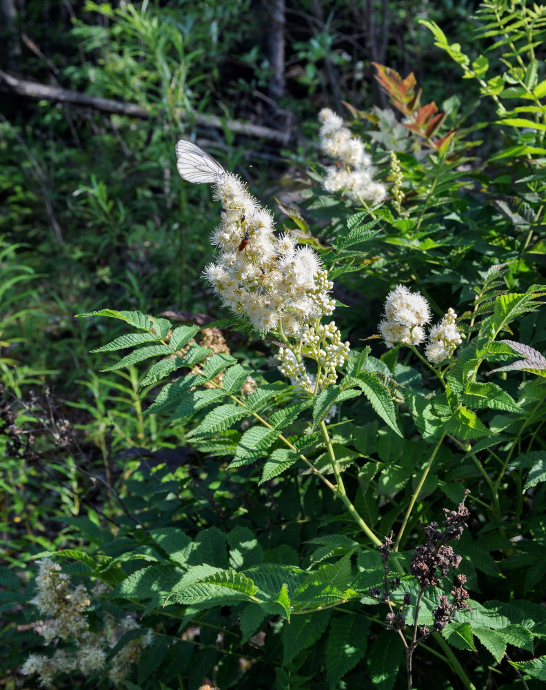 Изображение особи Sorbaria sorbifolia.