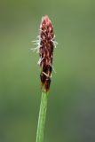 Carex vaginata. Верхушка побега с мужским соцветием. Мурманск, сопка Горелая, тундра. 08.08.2010.