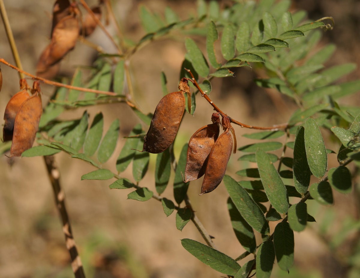 Изображение особи Vicia cassubica.