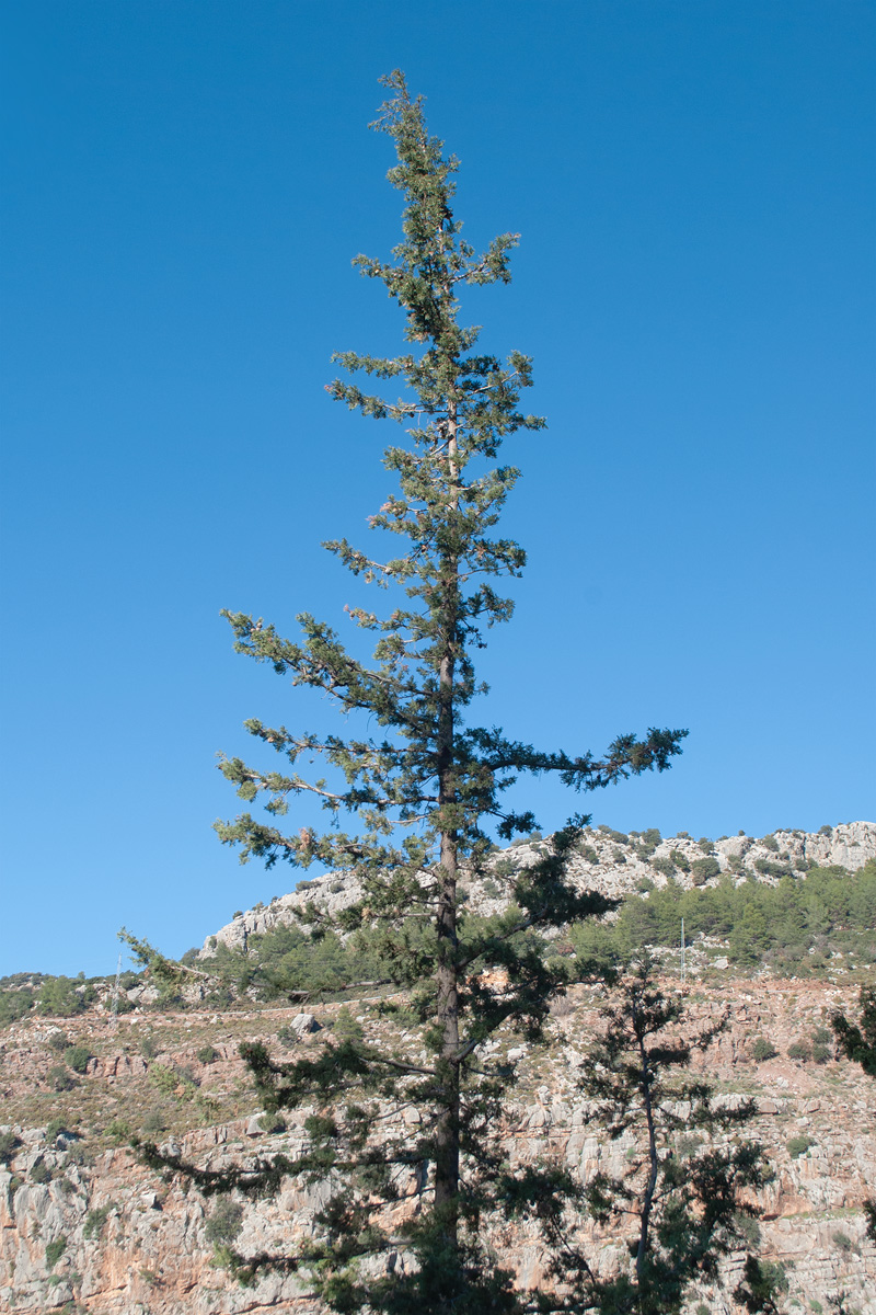 Image of Cupressus sempervirens specimen.