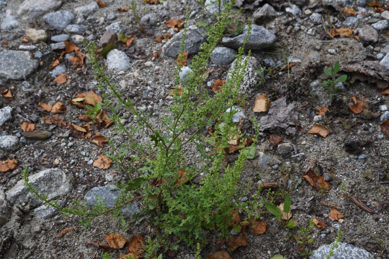 Image of Dysphania botrys specimen.