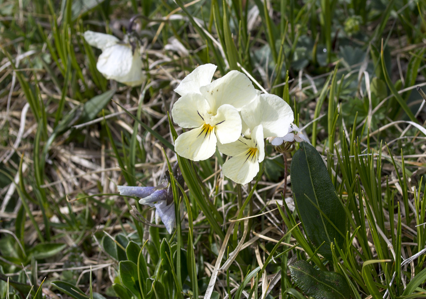 Изображение особи Viola oreades.