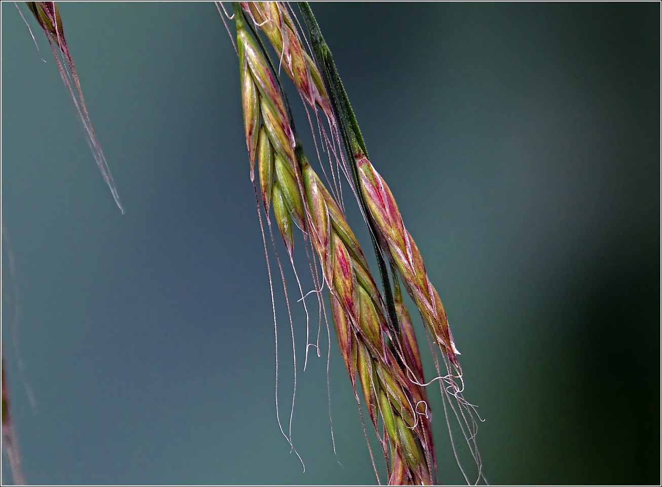 Изображение особи Festuca gigantea.