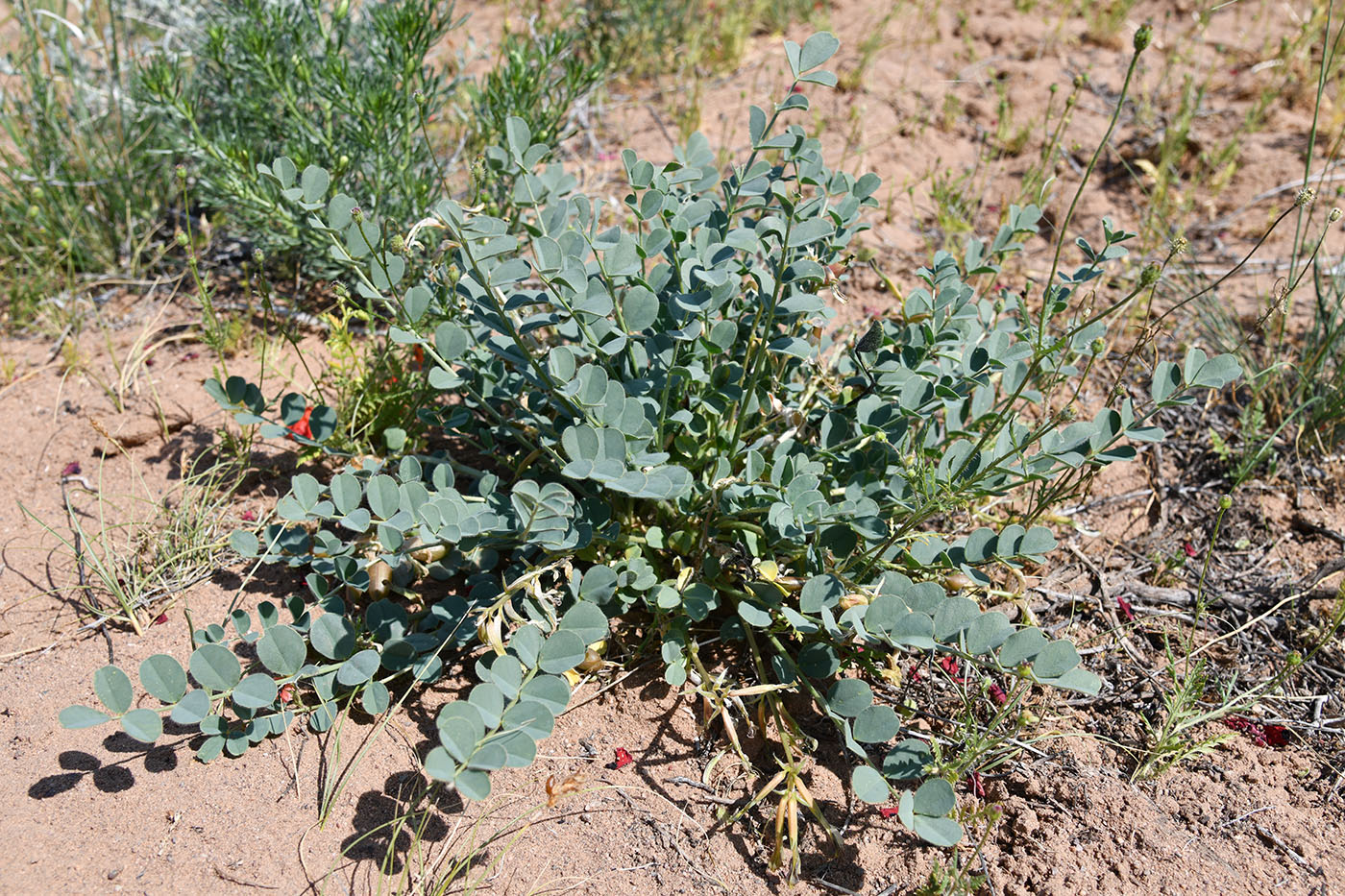 Image of Astragalus flexus specimen.