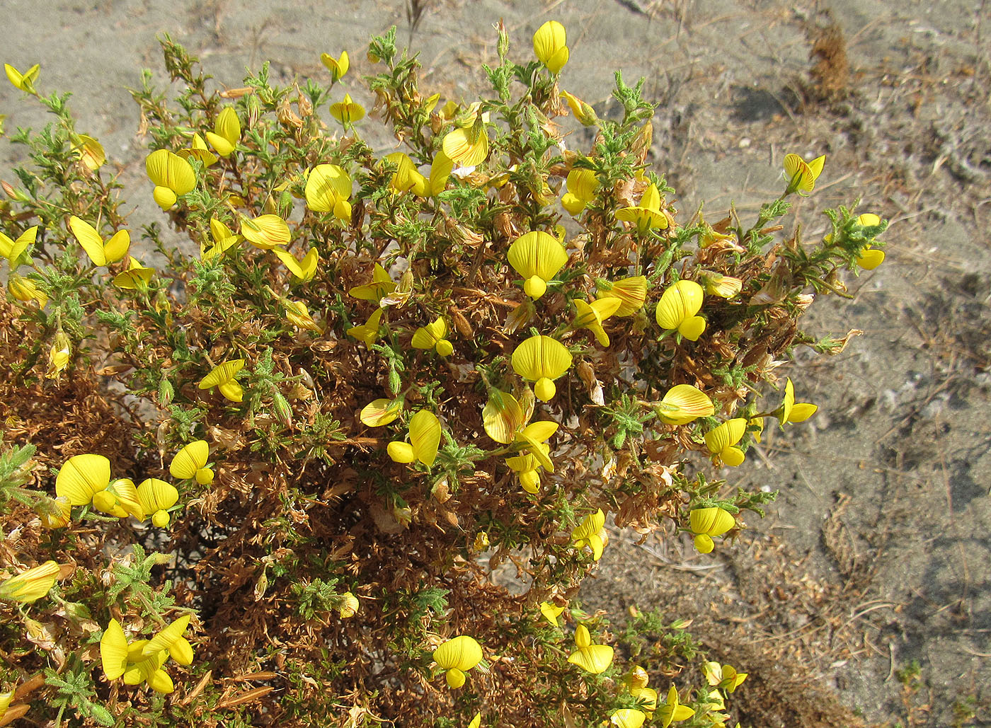 Изображение особи Ononis natrix ssp. hispanica.