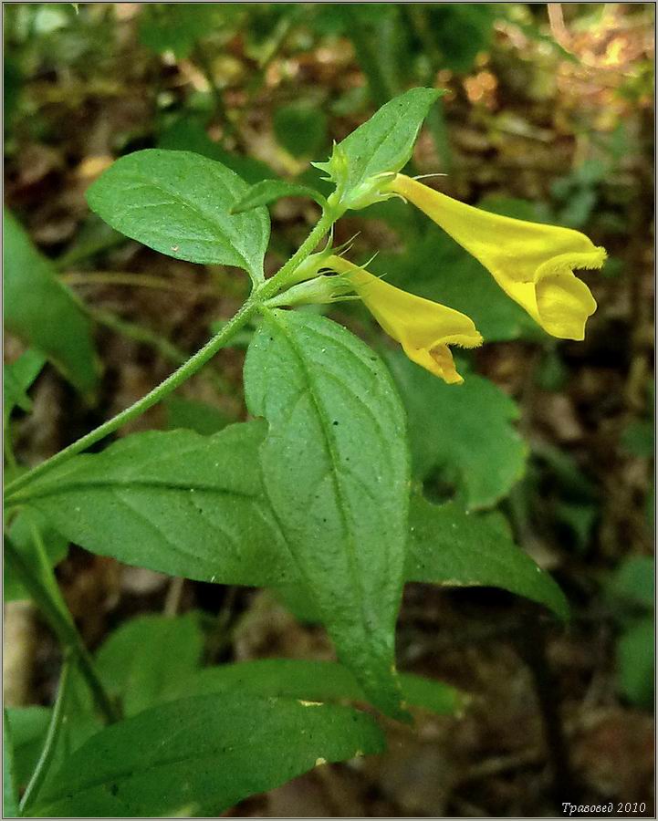 Изображение особи Melampyrum pratense.