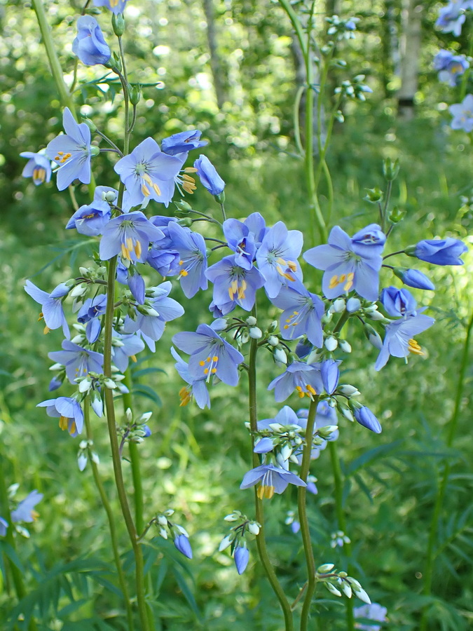 Изображение особи Polemonium chinense.