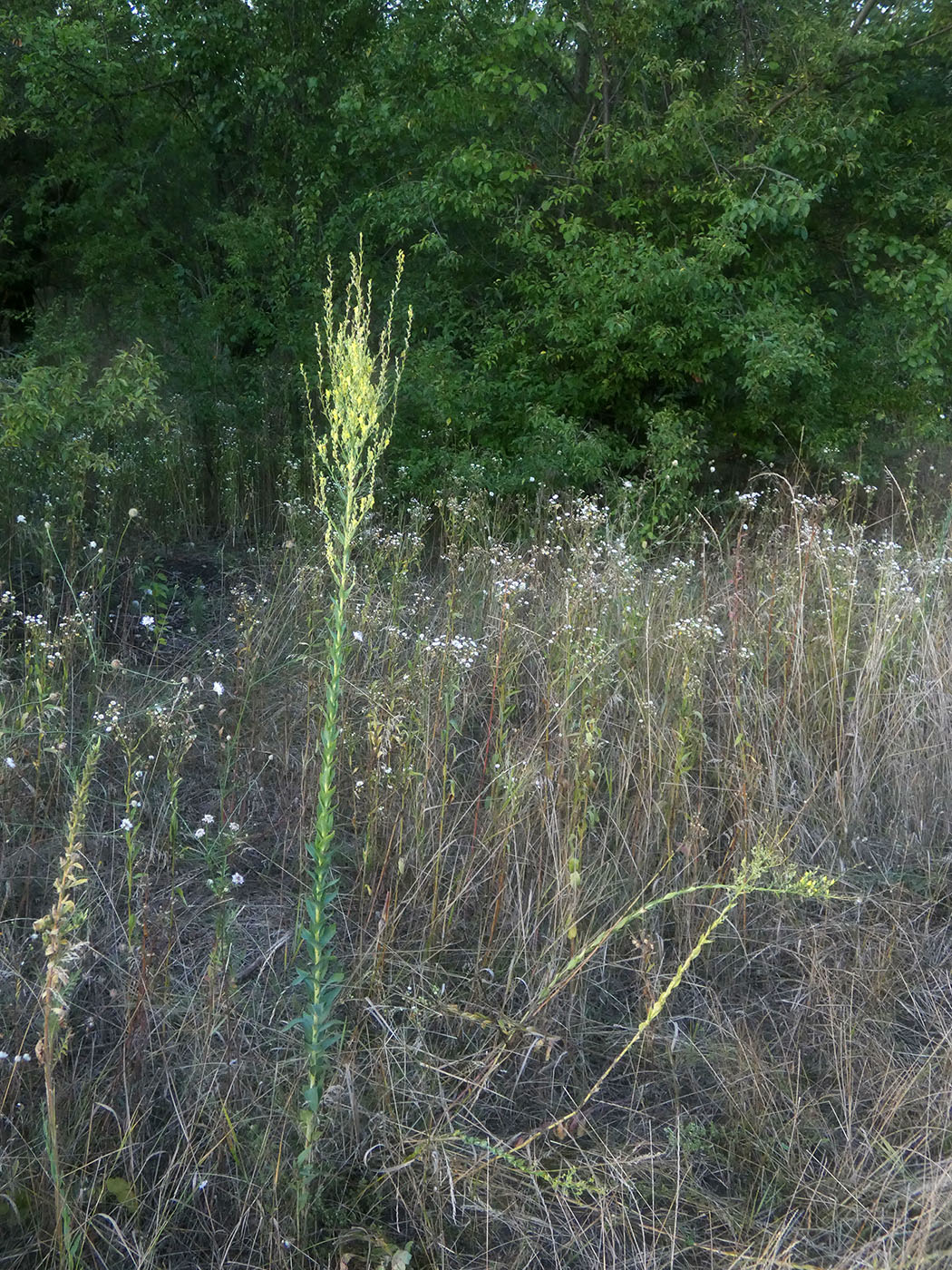 Image of Linaria genistifolia specimen.