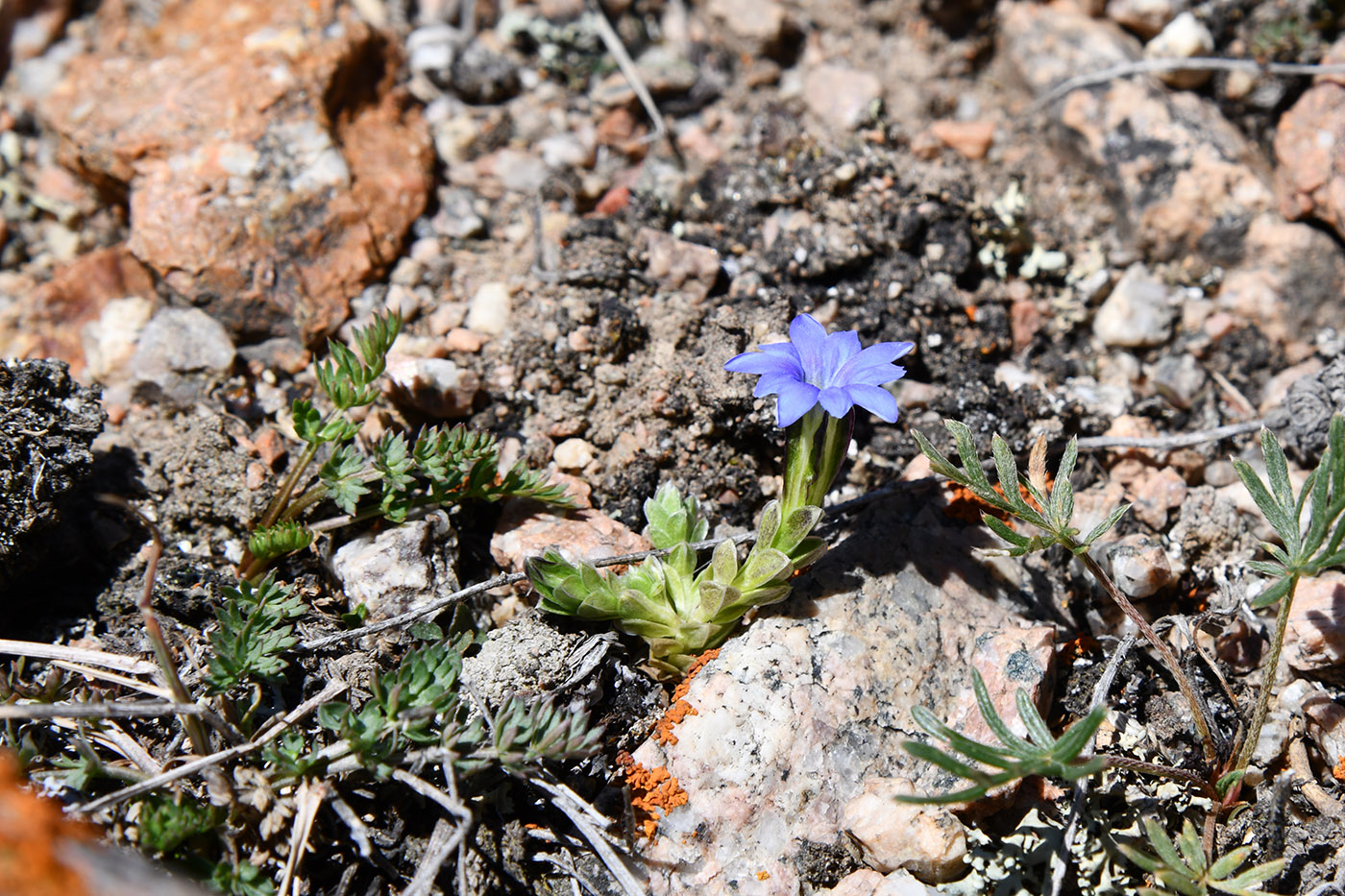 Изображение особи Gentiana karelinii.