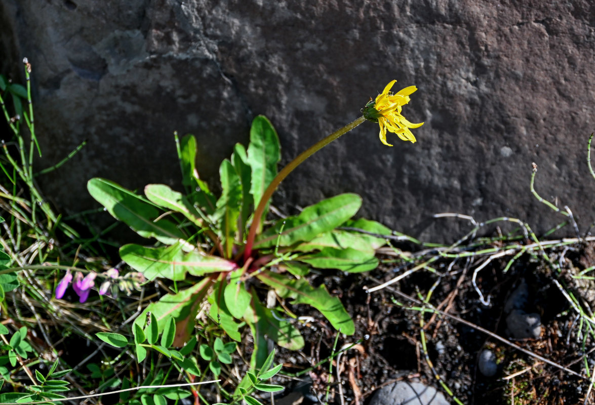 Изображение особи род Taraxacum.