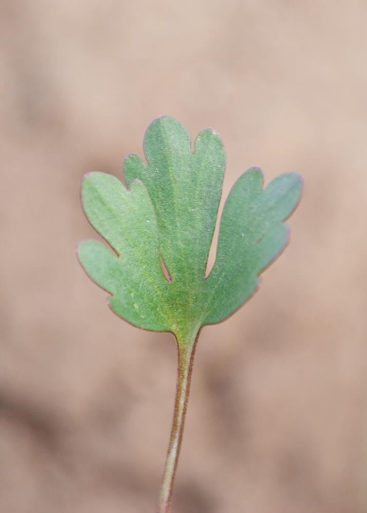 Изображение особи Ranunculus polyrhizos.