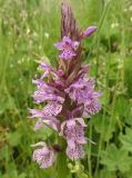 Dactylorhiza × kerneriorum. Соцветие. Нижегородская обл., Ардатовский р-н, рабочий пос. Мухтолово, пос. станции Венец, разнотравный среднеувлажнённый луг, во влажном понижении, на кочках трав. 17.06.2020.