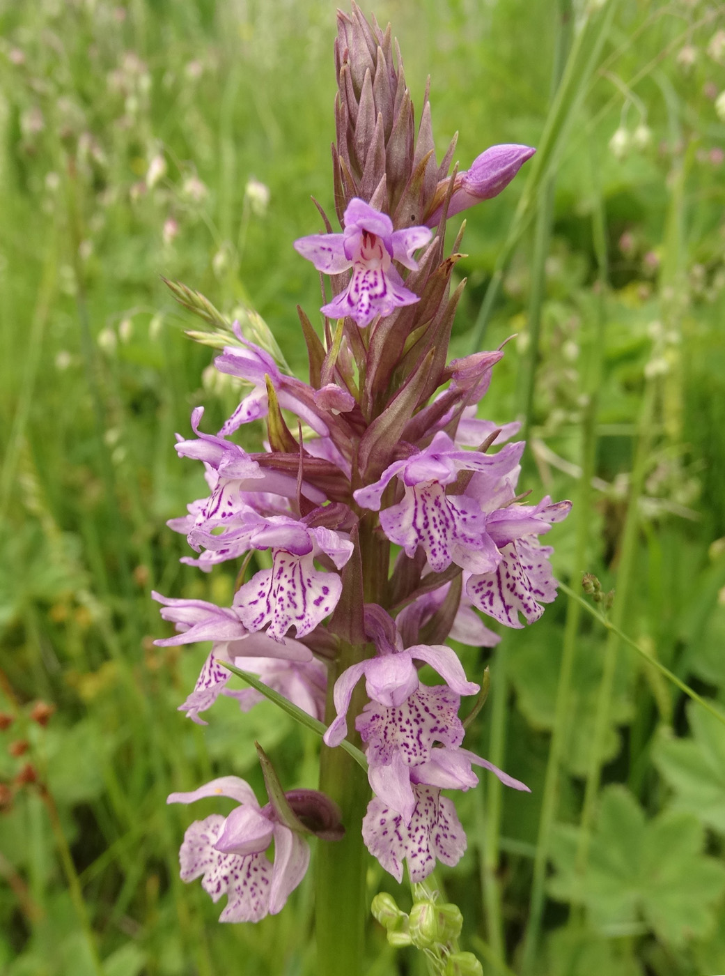 Image of Dactylorhiza &times; kerneriorum specimen.