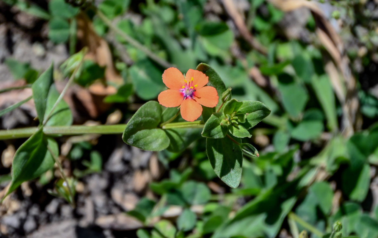 Изображение особи Anagallis arvensis.