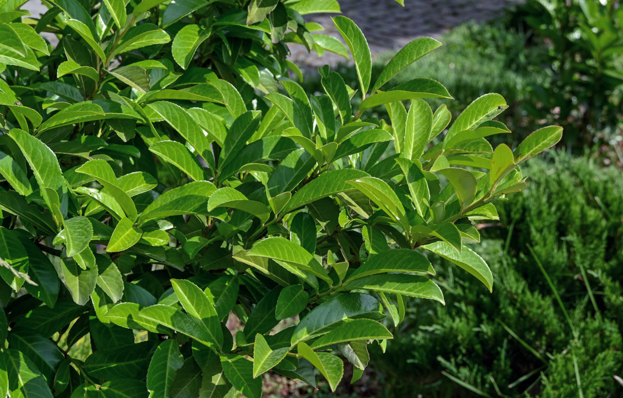 Image of Lauro-cerasus officinalis specimen.