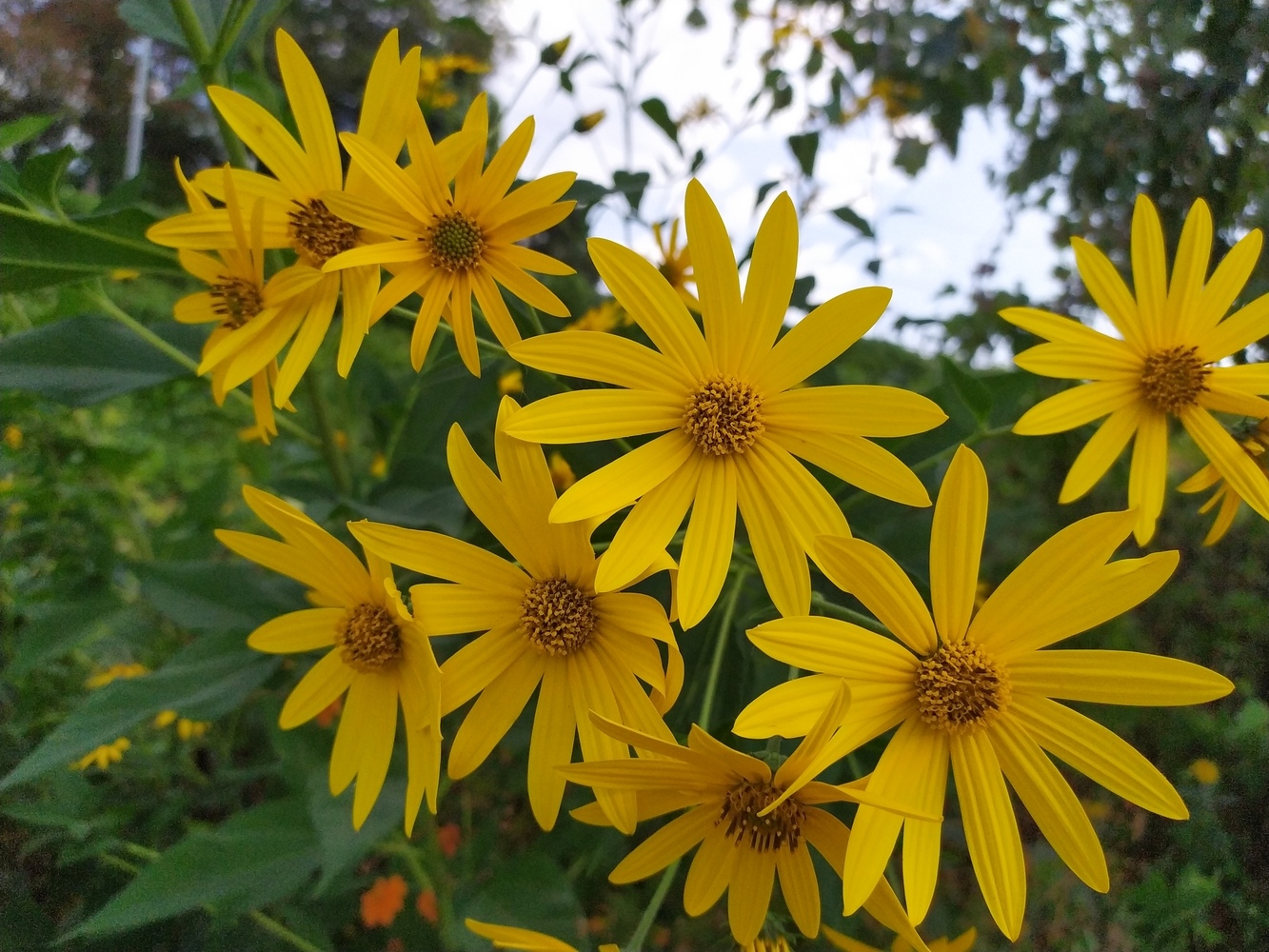 Изображение особи Helianthus tuberosus.