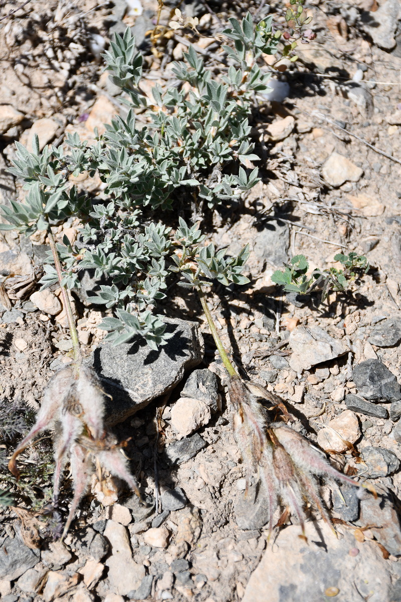 Изображение особи Astragalus pseudocytisoides.