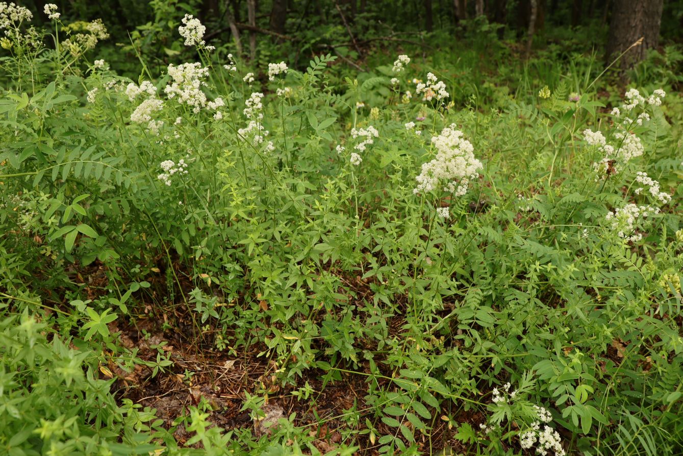 Изображение особи Galium boreale.