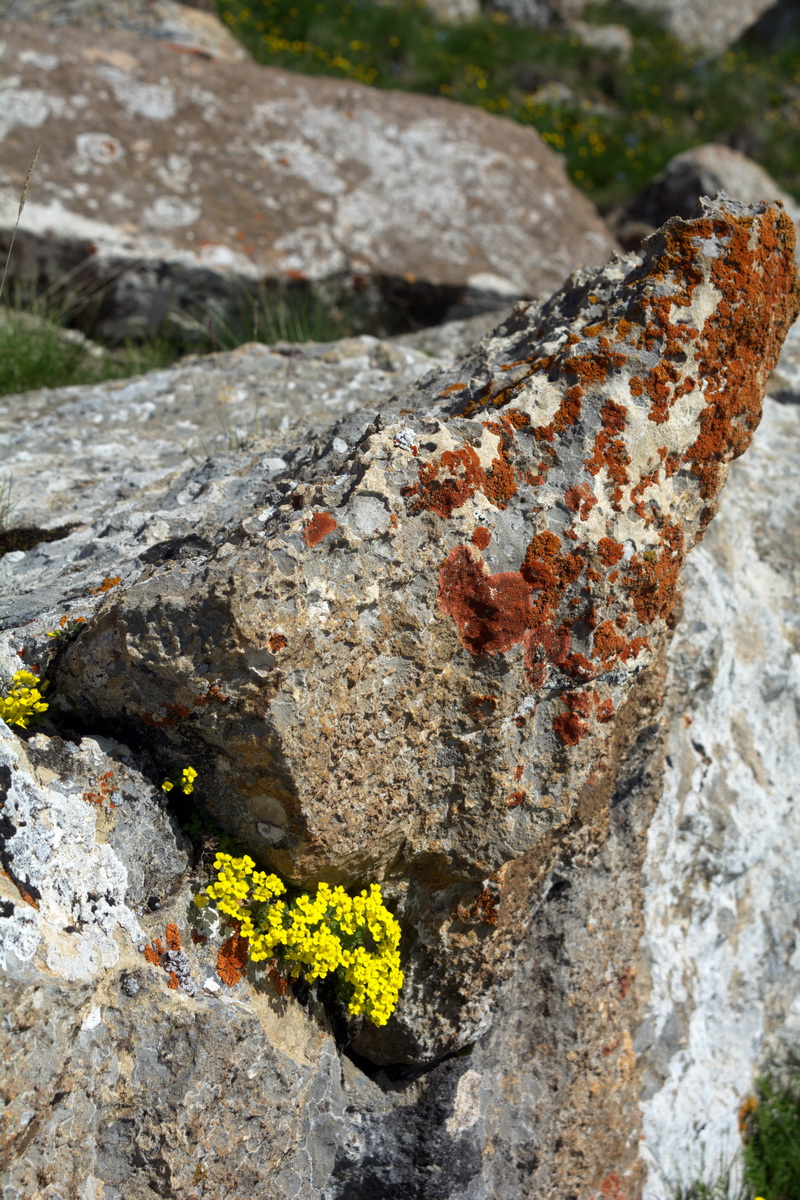 Image of genus Draba specimen.