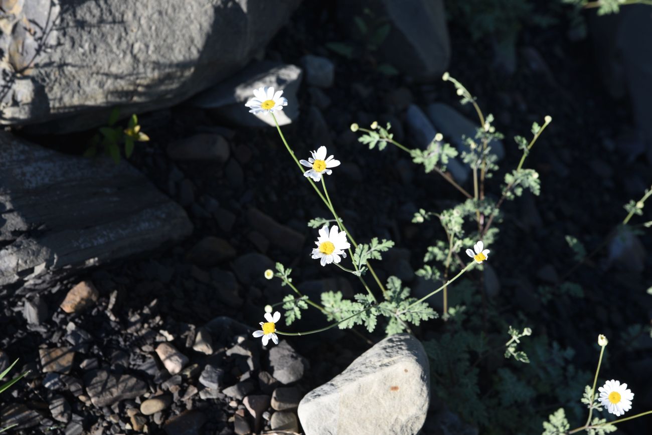 Изображение особи Pyrethrum demetrii.