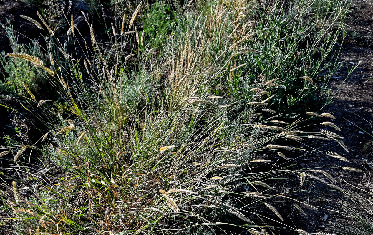 Image of Agropyron pectinatum specimen.