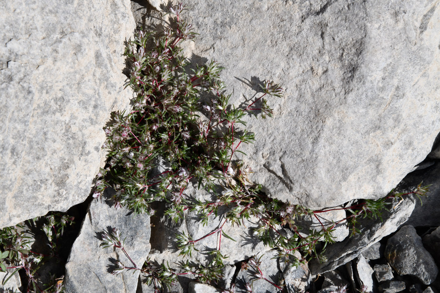 Image of Polygonum molliiforme specimen.