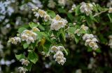 Philadelphus coronarius. Верхушка ветви с соцветиями. Московская обл., г. Железнодорожный, в культуре. 16.06.2024.