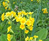 Primula macrocalyx