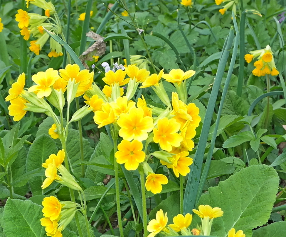 Изображение особи Primula macrocalyx.