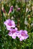 Incarvillea olgae