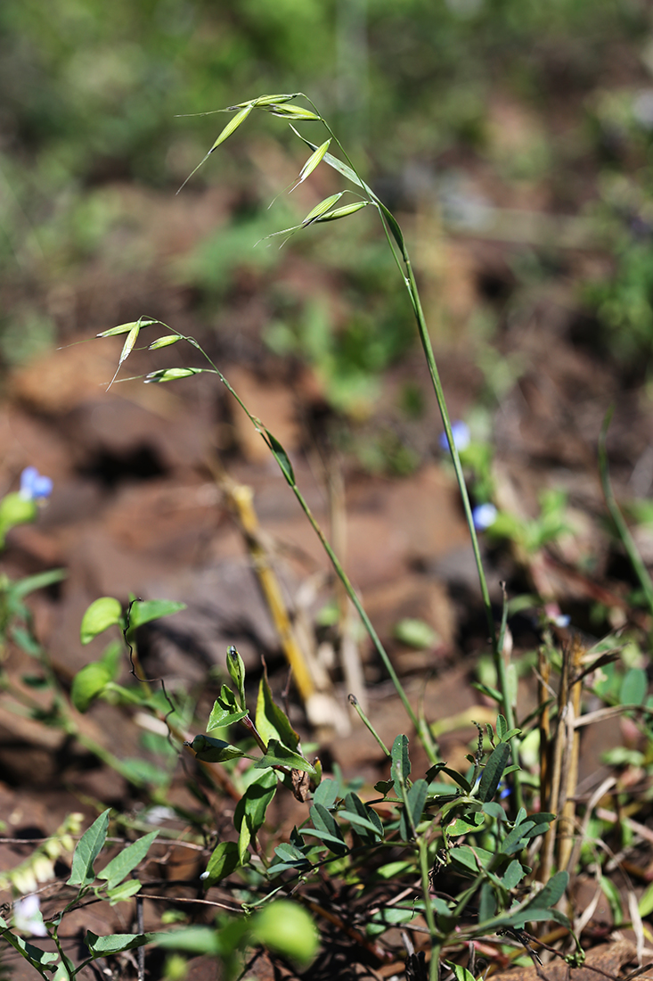 Image of Avena fatua specimen.