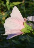 Hibiscus moscheutos. Цветок. Узбекистан, г. Ташкент, Юнусабадский р-н, парковая зона, в культуре. 18.09.2024.