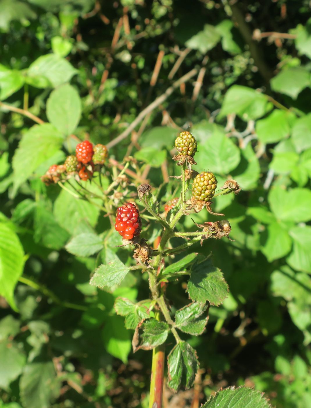 Изображение особи Rubus allegheniensis.