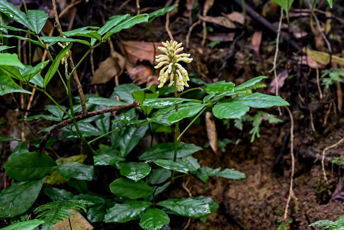 Image of familia Fabaceae specimen.