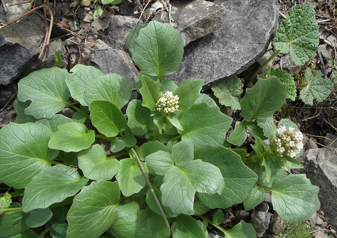 Изображение особи Valeriana ficariifolia.