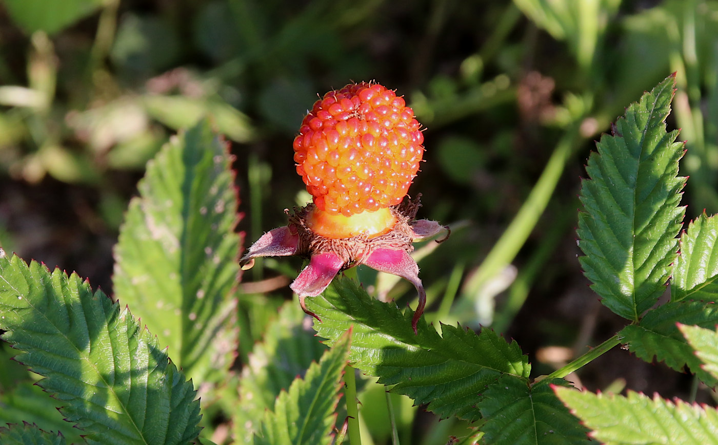 Изображение особи Rubus illecebrosus.