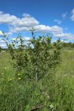 Frangula alnus