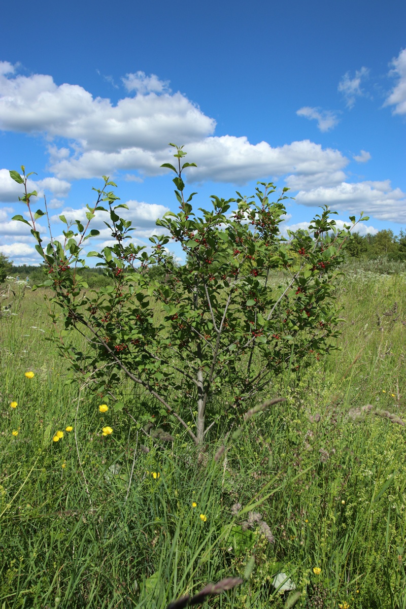 Изображение особи Frangula alnus.