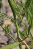 Atriplex littoralis