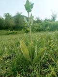 Phlomoides arctiifolia