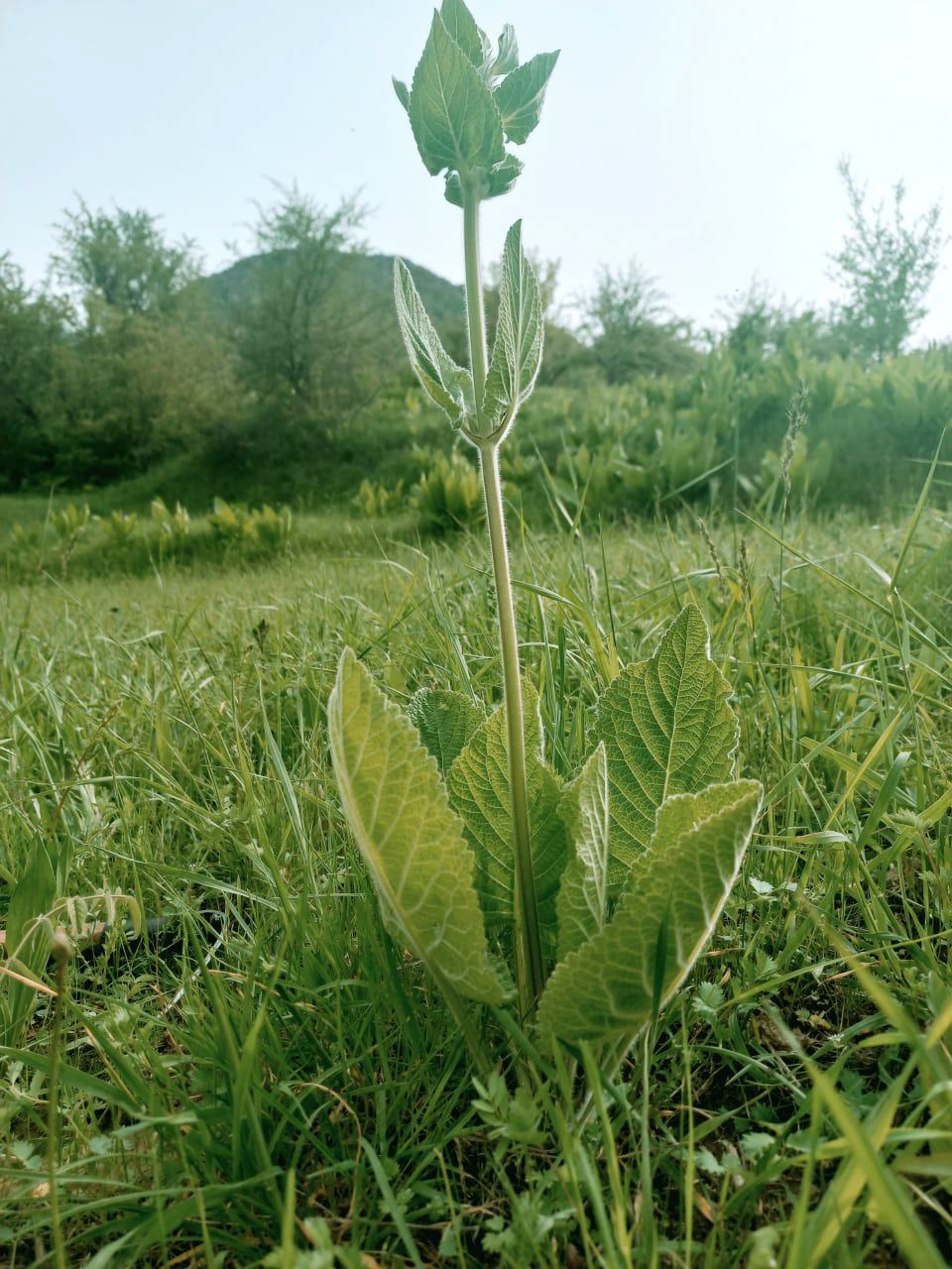 Image of Phlomoides arctiifolia specimen.