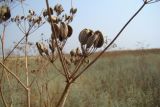 Смотреть изображение Ferula euxina