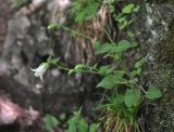 genus Campanula. Цветущее растение. Грузия, Самцхе-Джавахети, окр. церкви Серафима Саровского, правый борт Боржомского ущелья, на скале. 28 мая 2018 г.