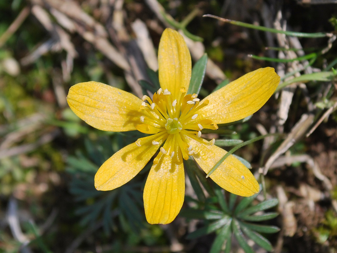 Image of Eranthis longistipitata specimen.