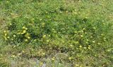 Potentilla reptans
