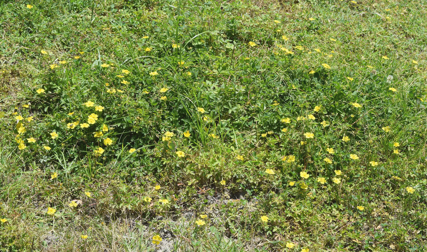 Image of Potentilla reptans specimen.