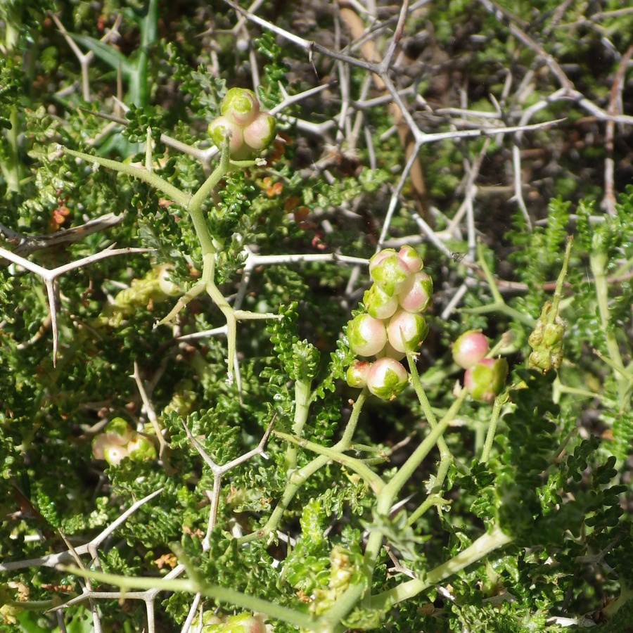 Изображение особи Sarcopoterium spinosum.