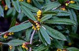 View full-size image Berberis julianae