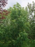 Смотреть изображение Aesculus glabra